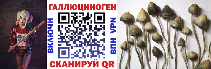 Галлюциногенные грибы ЛСД  продажа наркотиков  блэк спрут сайт  Злынка 